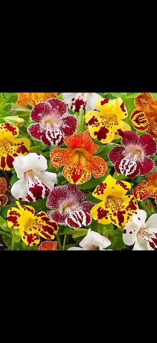 Mimulus magic mix - 6x,