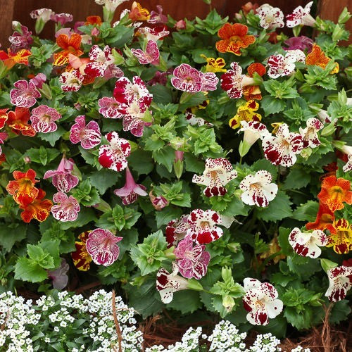 Mimulus monkeys flower - monkeys, bedding